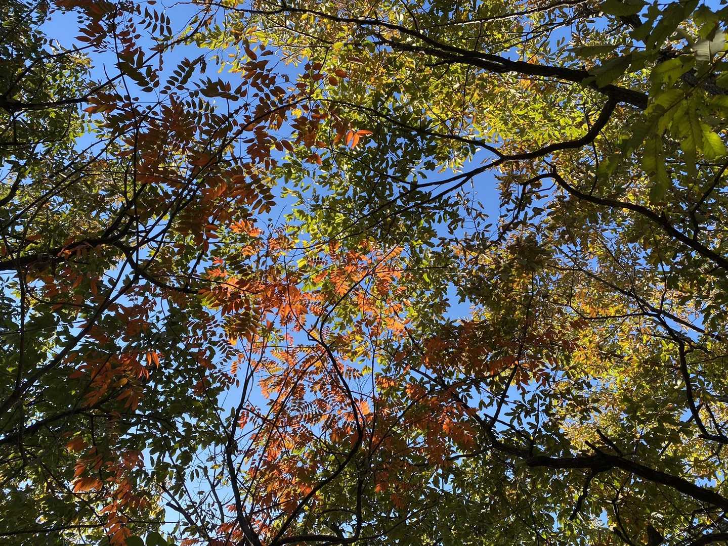 里の低山も少しだけ紅葉