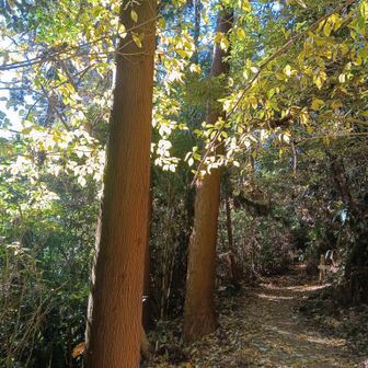 気持ち〜山歩き🩷