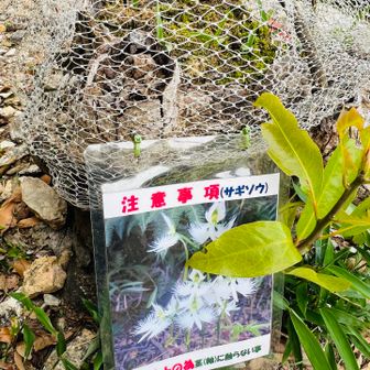 サギソウだった…笑
自生ではなく 植えられてる…
盆栽みたいなもんだ🤣