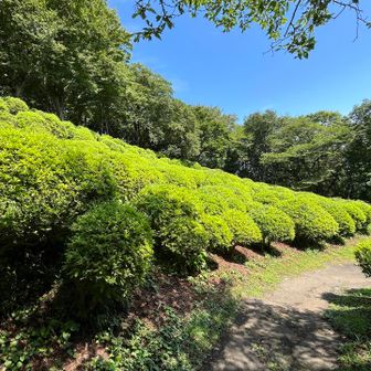 ツツジの花の時期を想像しながら・・

下山後北茅ヶ崎の日帰り入浴「湯快爽快ちがさき」へ♨️
お風呂とビールで2時間以上も過ごしてしまった🍺