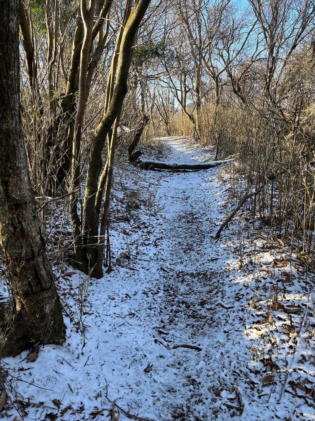 雪道は何か面白い🤣