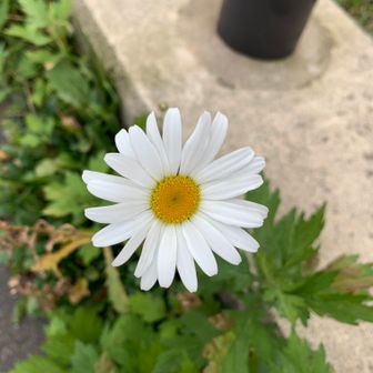 はまちこ