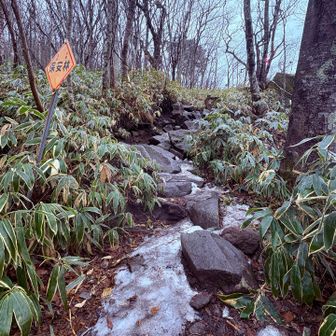 登山道は雪が溶けて凍結。