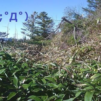 その先は登山道が一変。