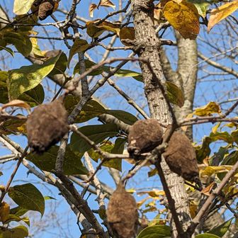 実を拡大してみました