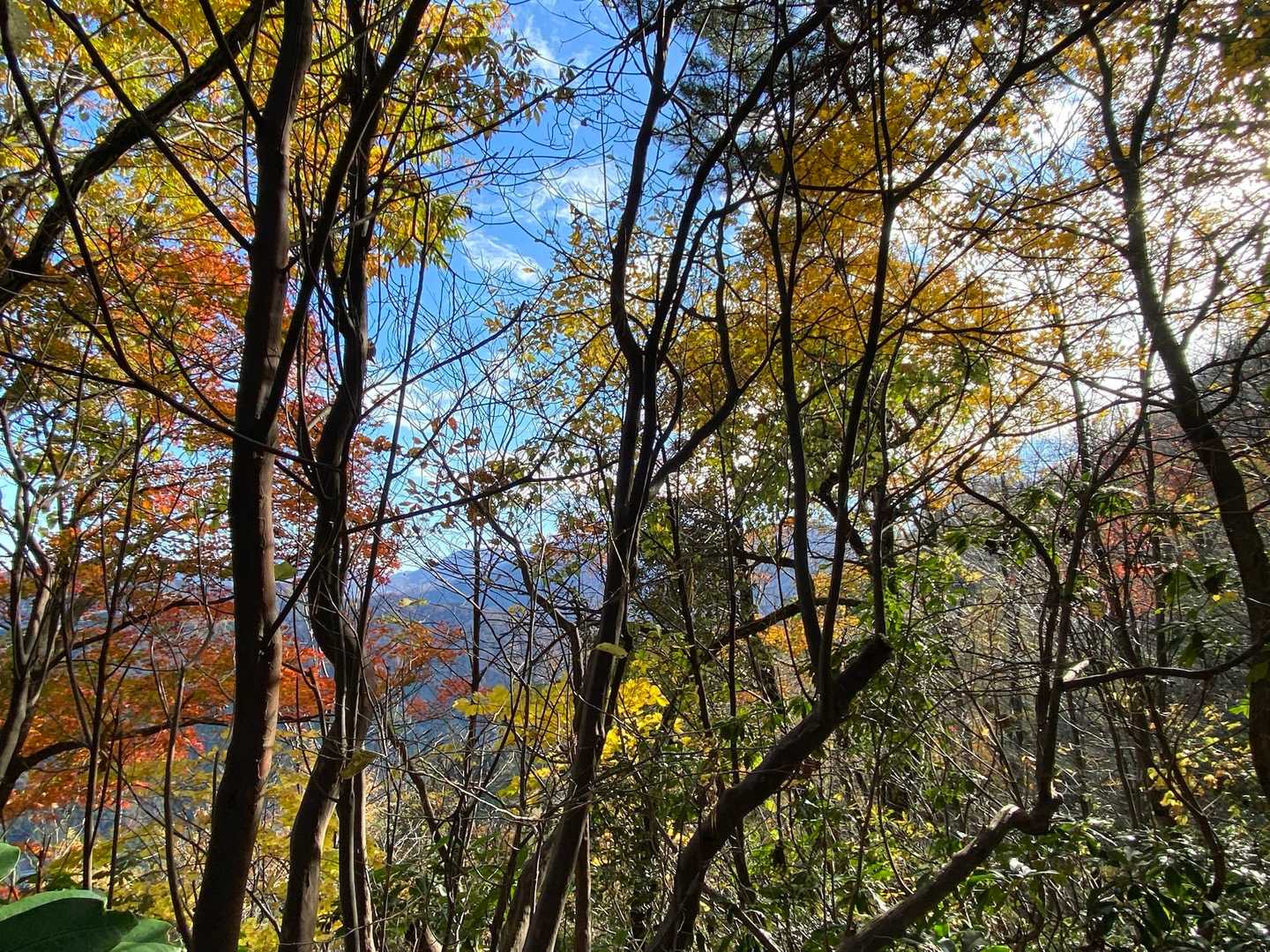 丸山 往復コースの写真