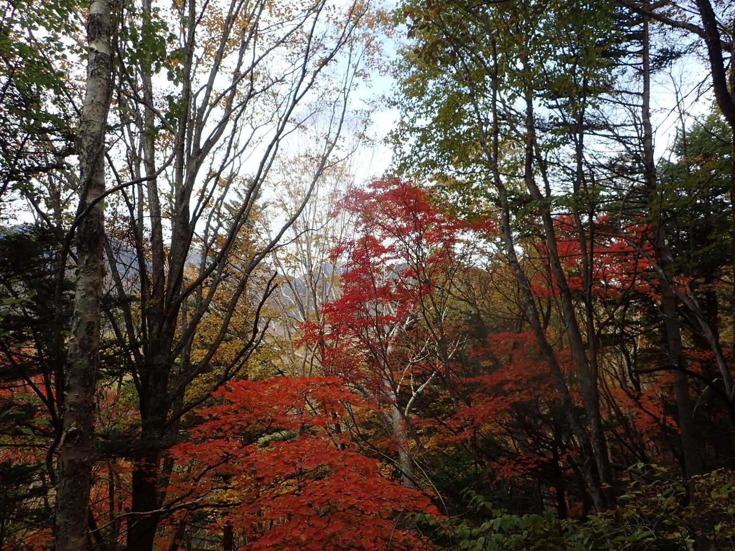 梵字飯場跡-志津峠-大真名子山 往復コースの写真