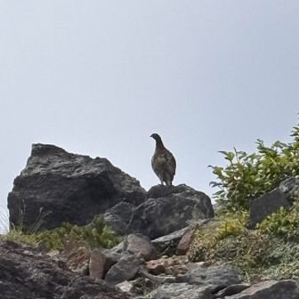 きゃー！雷鳥さんじゃないですか！かっこよ！
