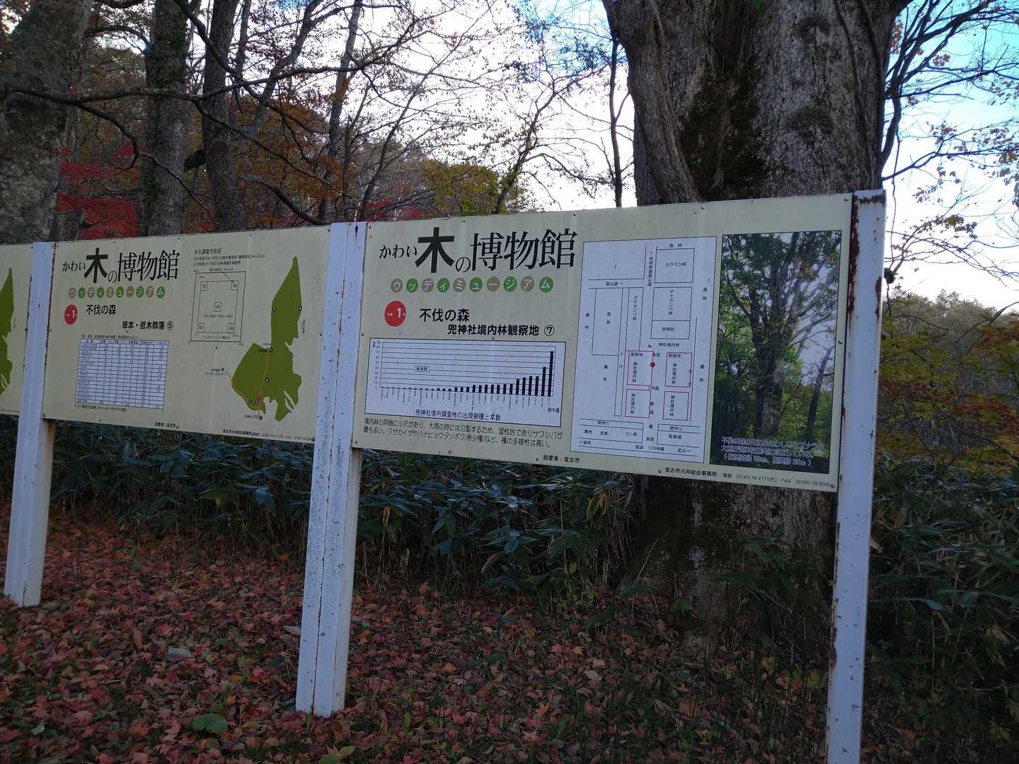 ここは不伐の森だそうです👍