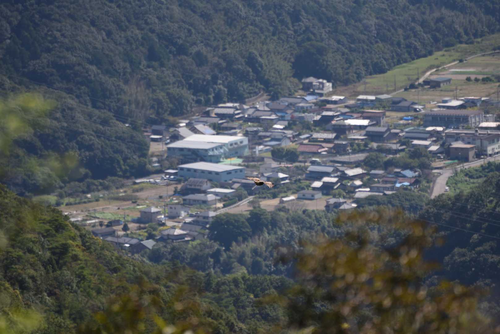 今回は野鳥に恵まれず、最後にトビを狙ってみたが.....
