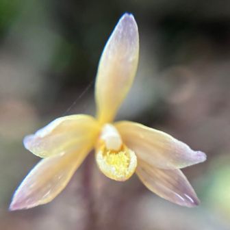 ムヨウラン✨
上手く撮れました〜👍

「名の通り葉がなく、葉緑素も持たない菌従属栄養植物です。」
専門用語バリバリで良く分からないですが😅とのことです👍