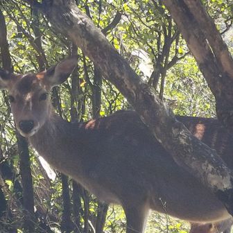 シカさんの親子です🦌🩷🦌
登山道のすぐ近くにいて2メートル位の近さでした💖
本当に嬉しい(*˘︶˘*).｡.:*♡