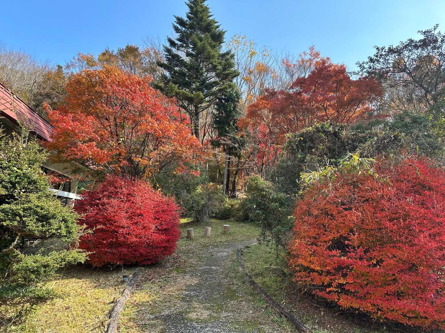 なんでもない道も紅葉だと華やかです