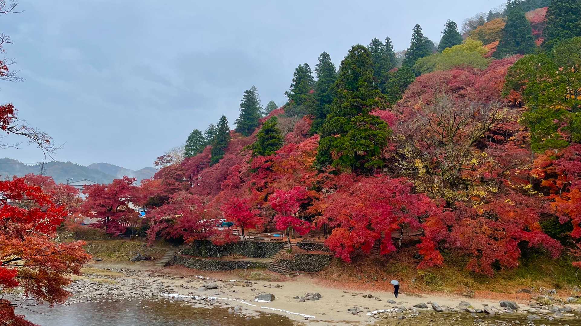 巴川の両岸には約4000本のもみじが植えられていて今がちょうど見頃でした😊🎵