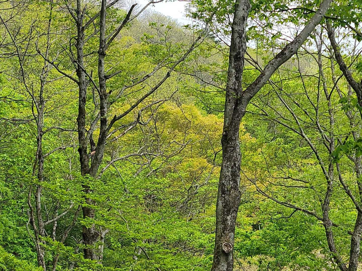 移ヶ岳 周回コースの写真