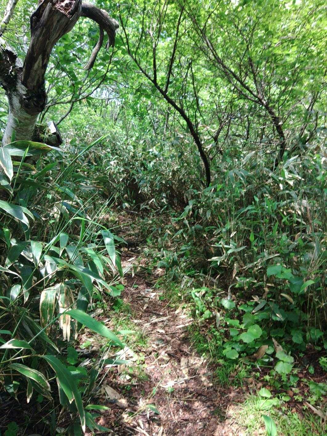 オロフレ峠-化物山 往復コースの写真