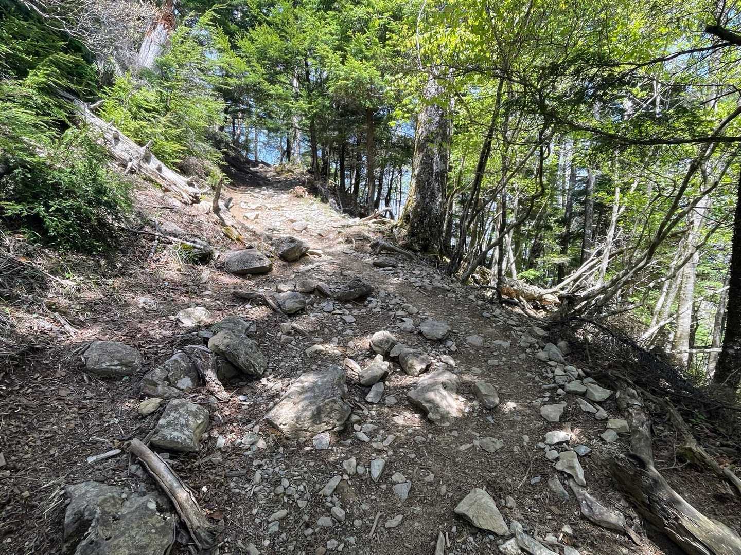 下りは楽勝でしたが、登りが辛かった白岩山までの道なりです🥵