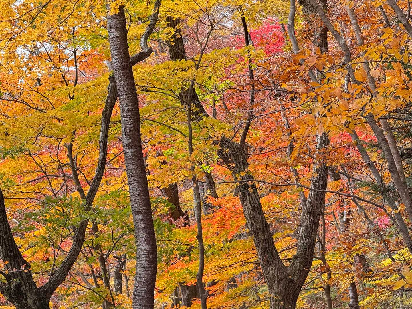 🍁