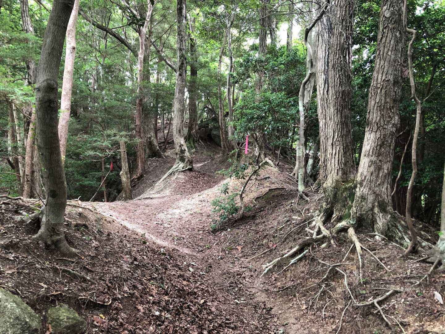 だんだん倒木多く、急な下り、雨水が流れるからか侵食されてるありました