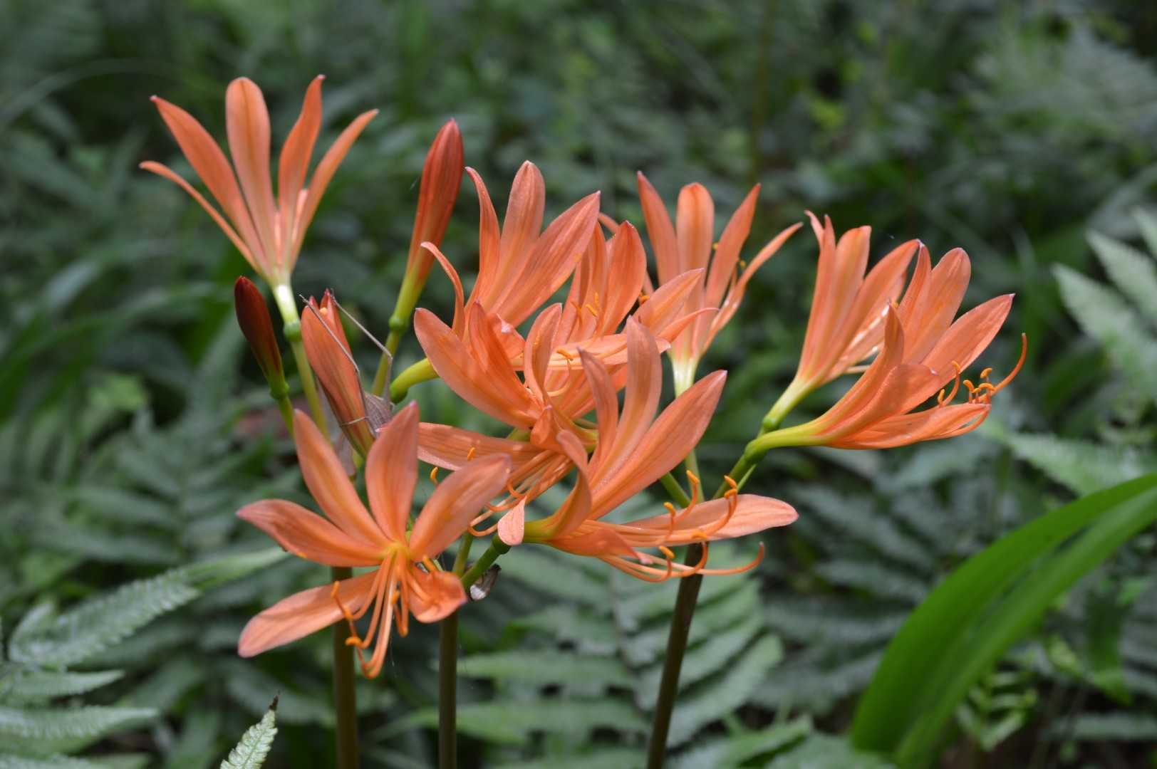 キツネノカミソリ🌼