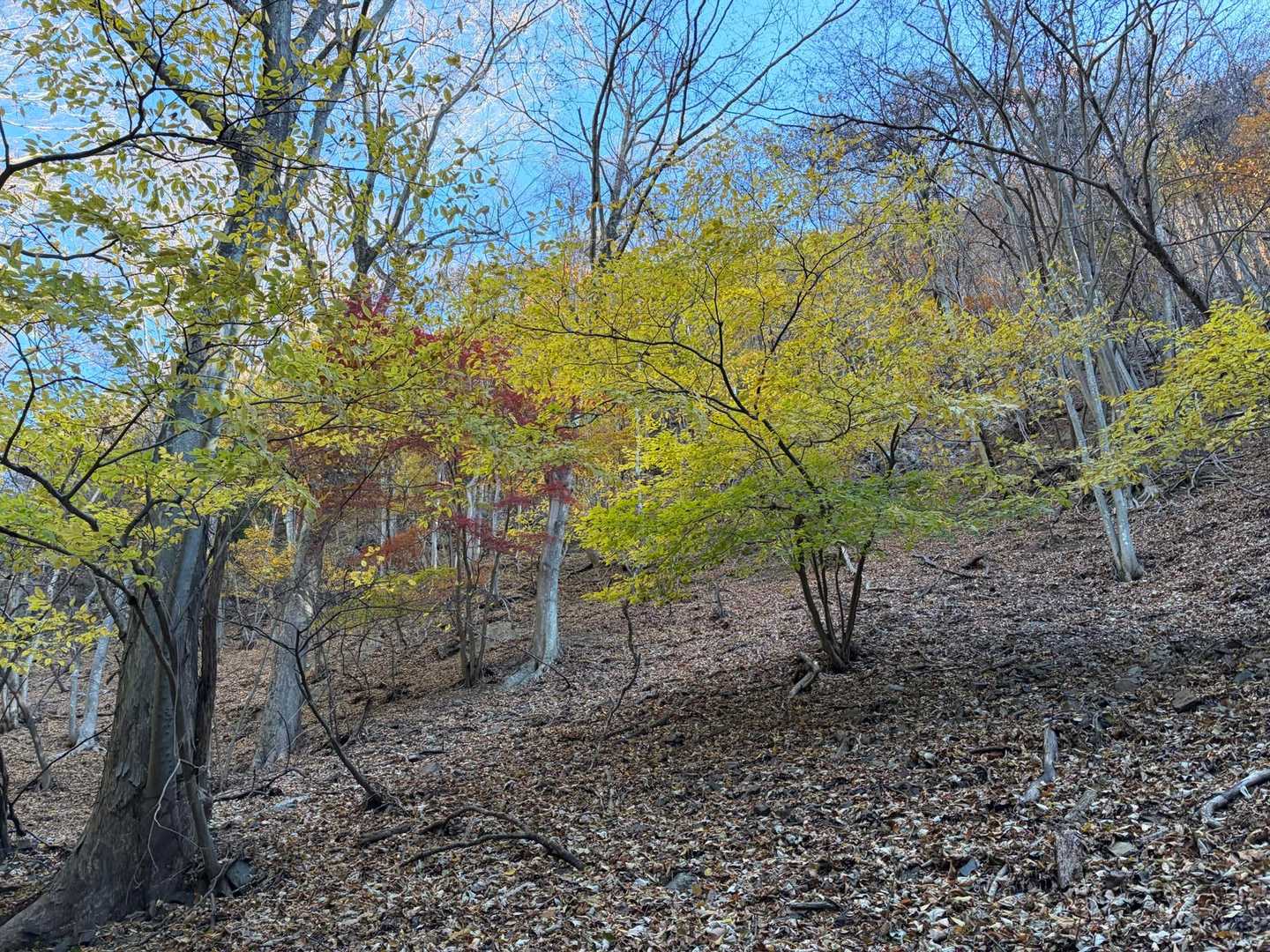 笹子駅-滝子山-大谷ヶ丸-米背負峠 縦走コースの写真