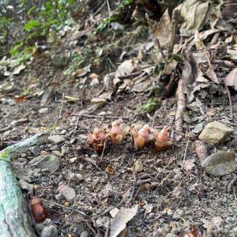 おっ！違うヤッコソウ発見👀
なかなか目に入ってこんかった笑