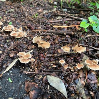無事下山🍄
