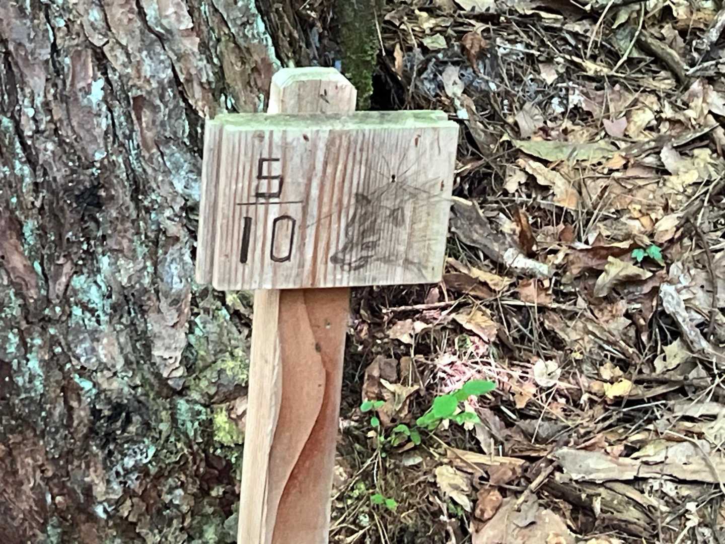 5/10 🐺は絶滅？