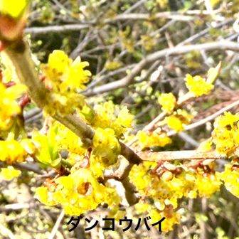 ダンコウバイ（檀香梅)
       クスノキ科クロモジ属