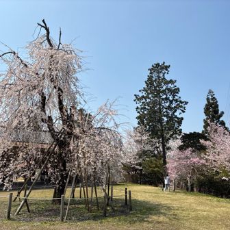 散り始めていました　今年は早過ぎ