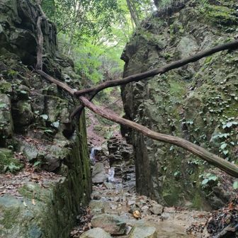 前はここに水がたっぷりあった
ので左の岩の上を伝っていった。今日は下を浸かって歩くつもりだった