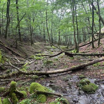 渡渉パート。道を見失わないようにゆっくり下山します。