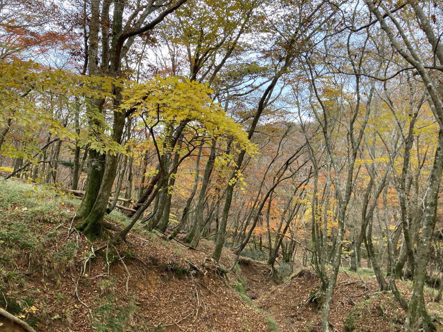 ココからのルートが楽しい事は経験済み。
しかも今回は紅葉の季節なので期待大！