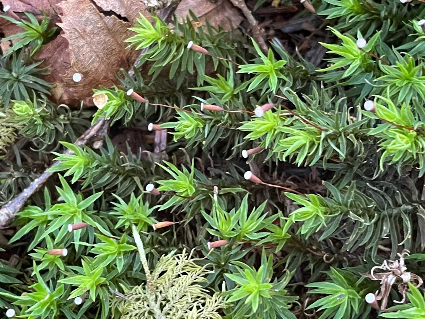 苔を眺めながら進んで…