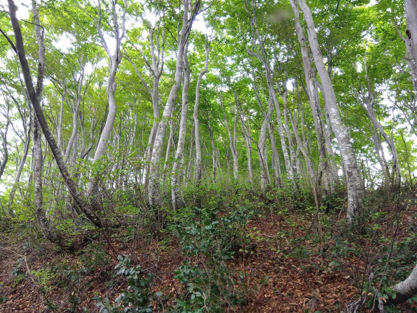 霧雨なので雰囲気🆗