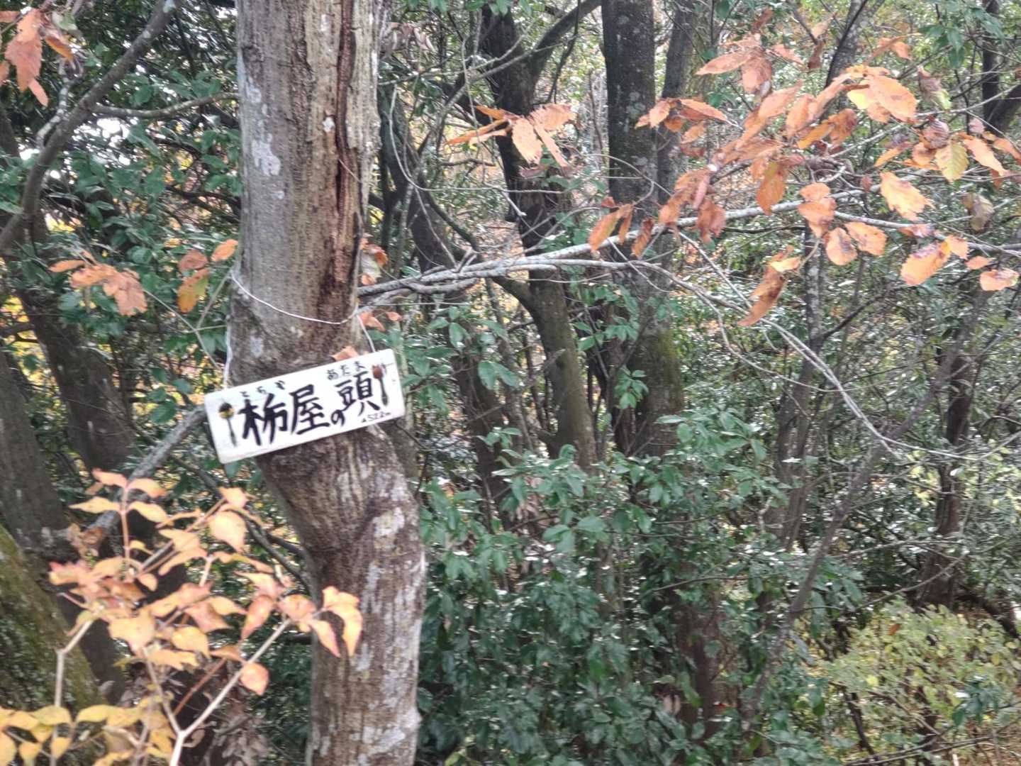栃尾の頭。この手前はロープのある岩っぽい急登でした。