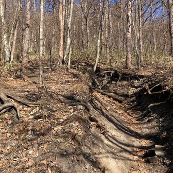 急登はないですが、それでも息は上がります💨