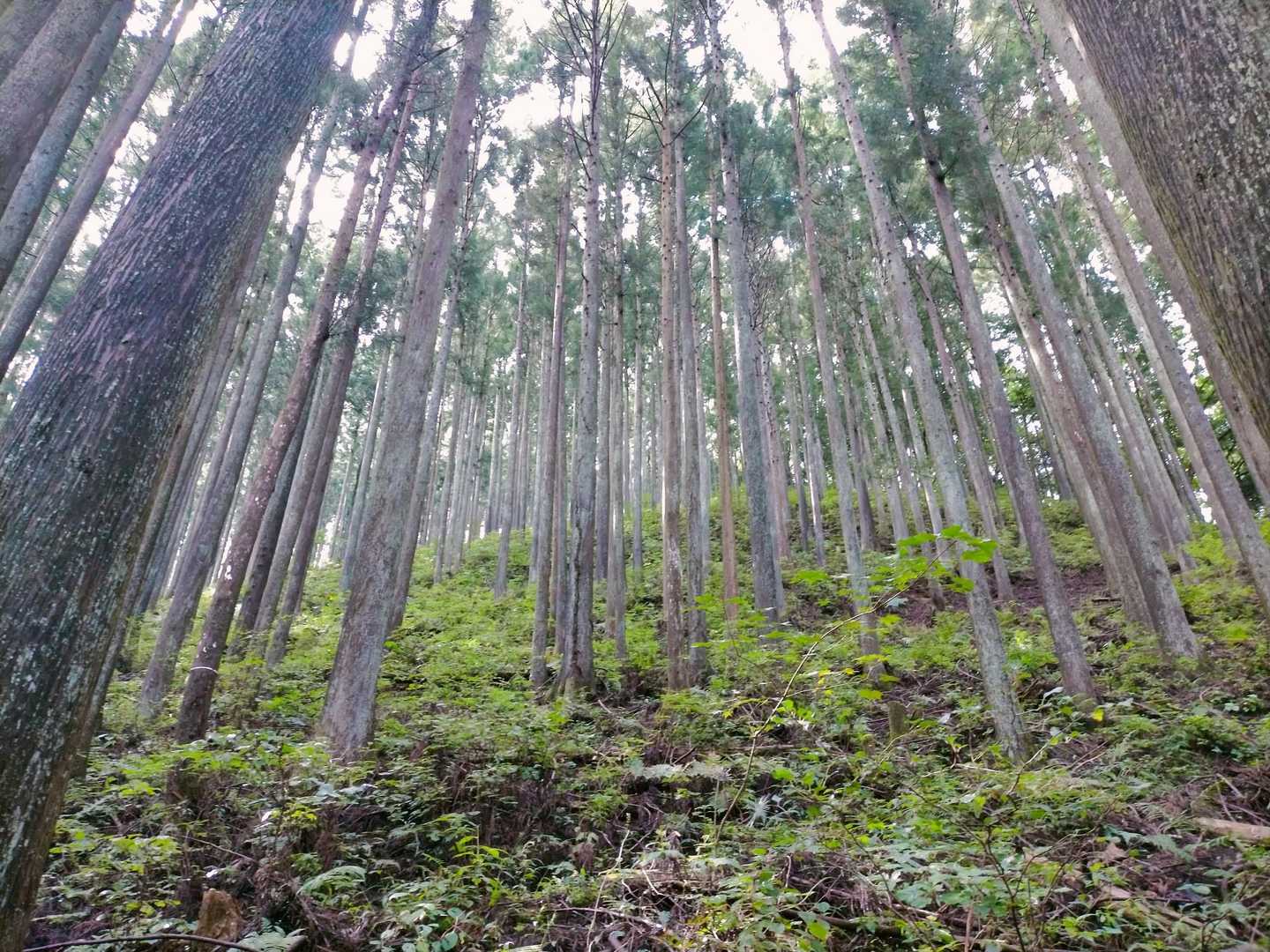 軽い雨音が聞こえる