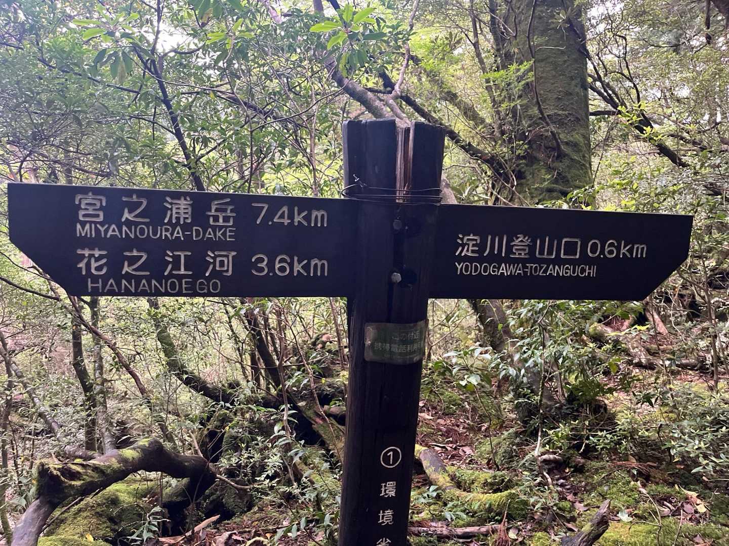 淀川登山口を5時半頃に出発しました🚶‍♀️
屋久島は前日の雨量が280ミリを超えると登山道が閉鎖になるらしいのですが、昨日は220ミリで危なかったらしいです😱ガイドさん情報