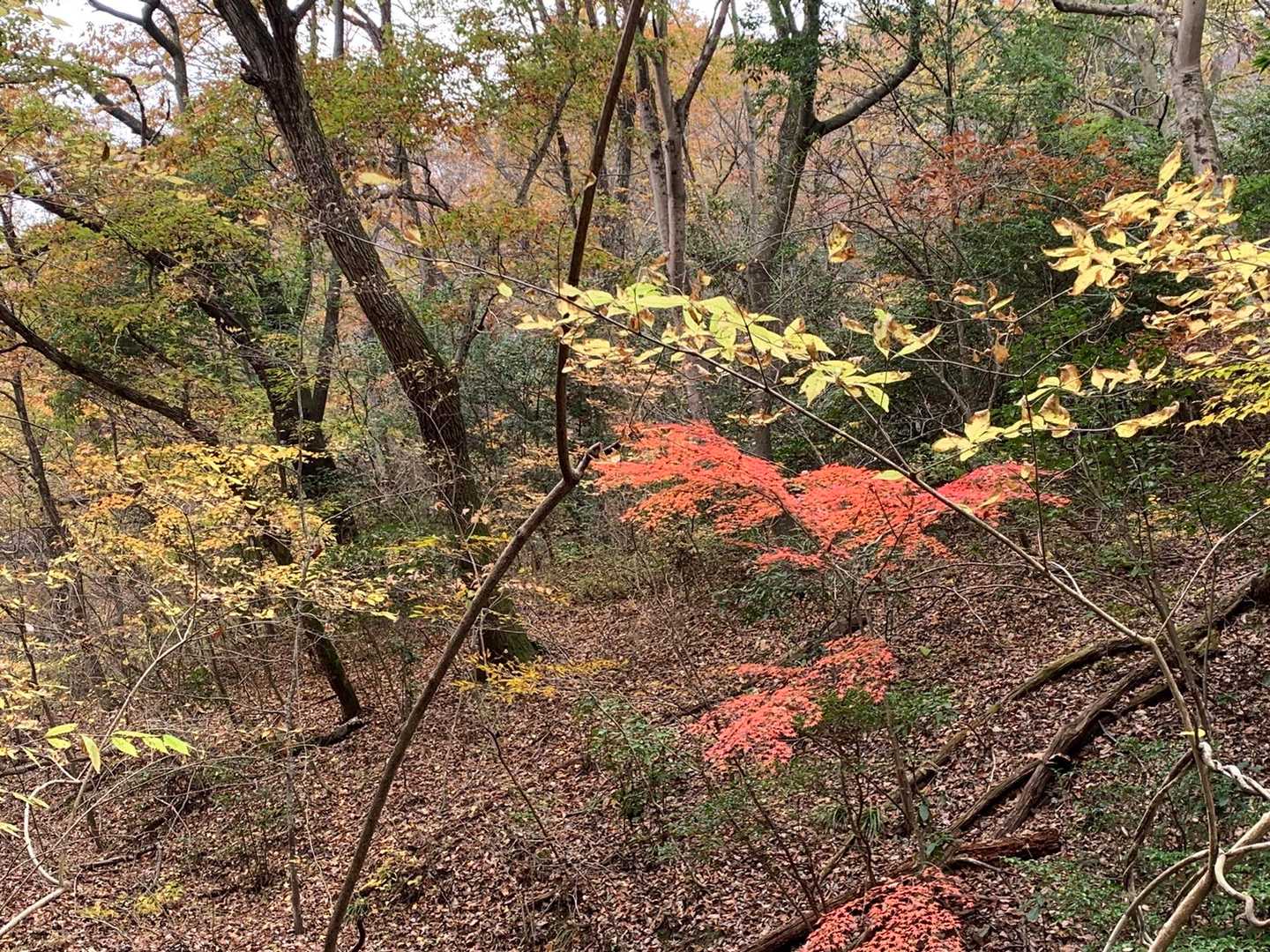 登山口近くはまだまだ紅葉残ってます🍁

そして、楽しみにしていたピザ🍕
ラストオーダー前の時間でしたが、売れ切れにつきクローズ😭😭😭😭😭
楽しみにしていたのに残念過ぎるー！
それだけ人気店てことですね！
出発遅かった私が悪いのです💦