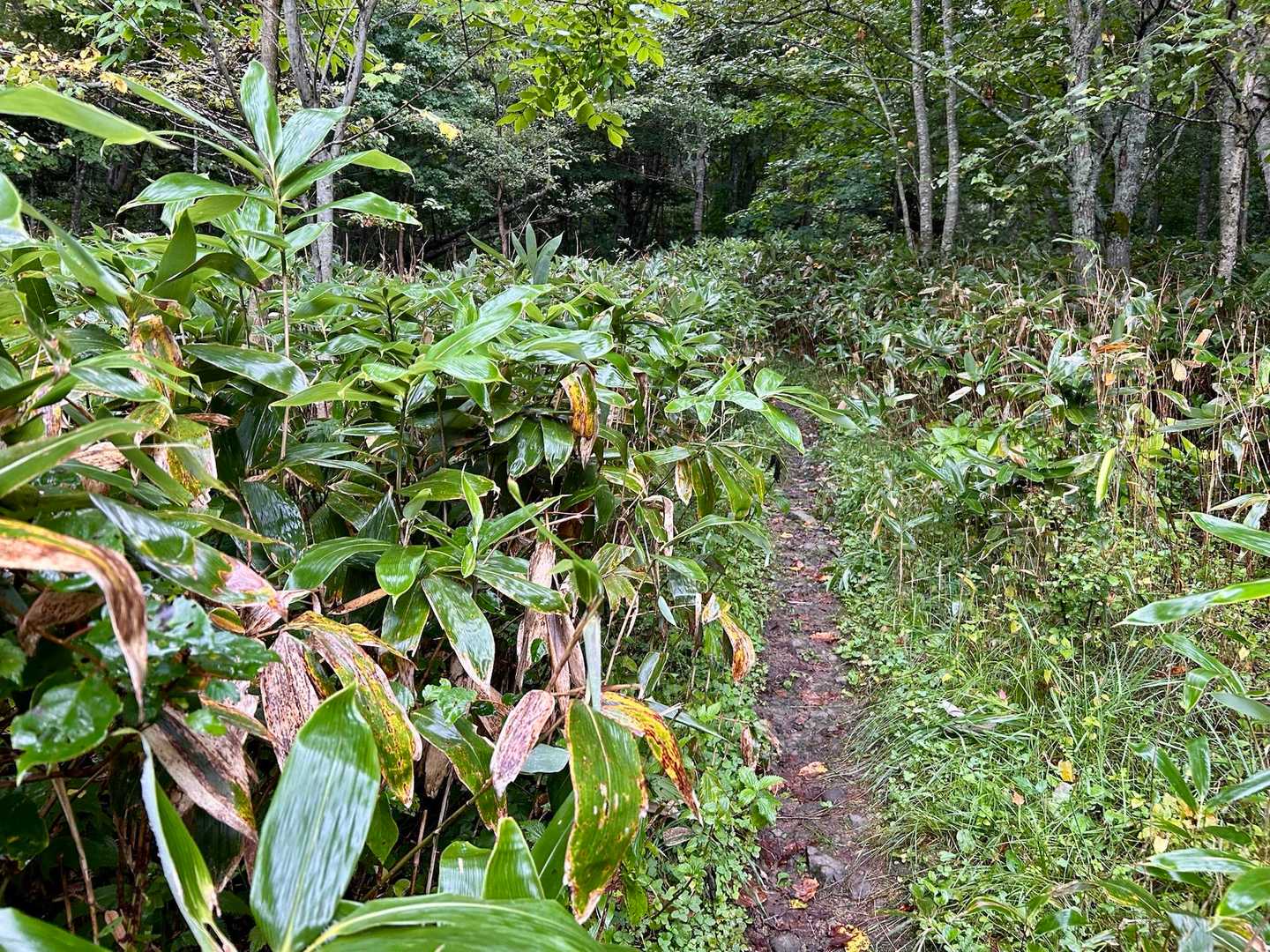 入山口の笹が1番伸びてましたが、それでも全体通して笹刈りをした跡が多数あり、歩きやすかったです🙏
このコースなら自分も次は鎌を持って行こうかと思いました
入山口から、しばらく歩くところは、露で濡れますね💦
もう少しコース奥の様に道広げたいです🤫