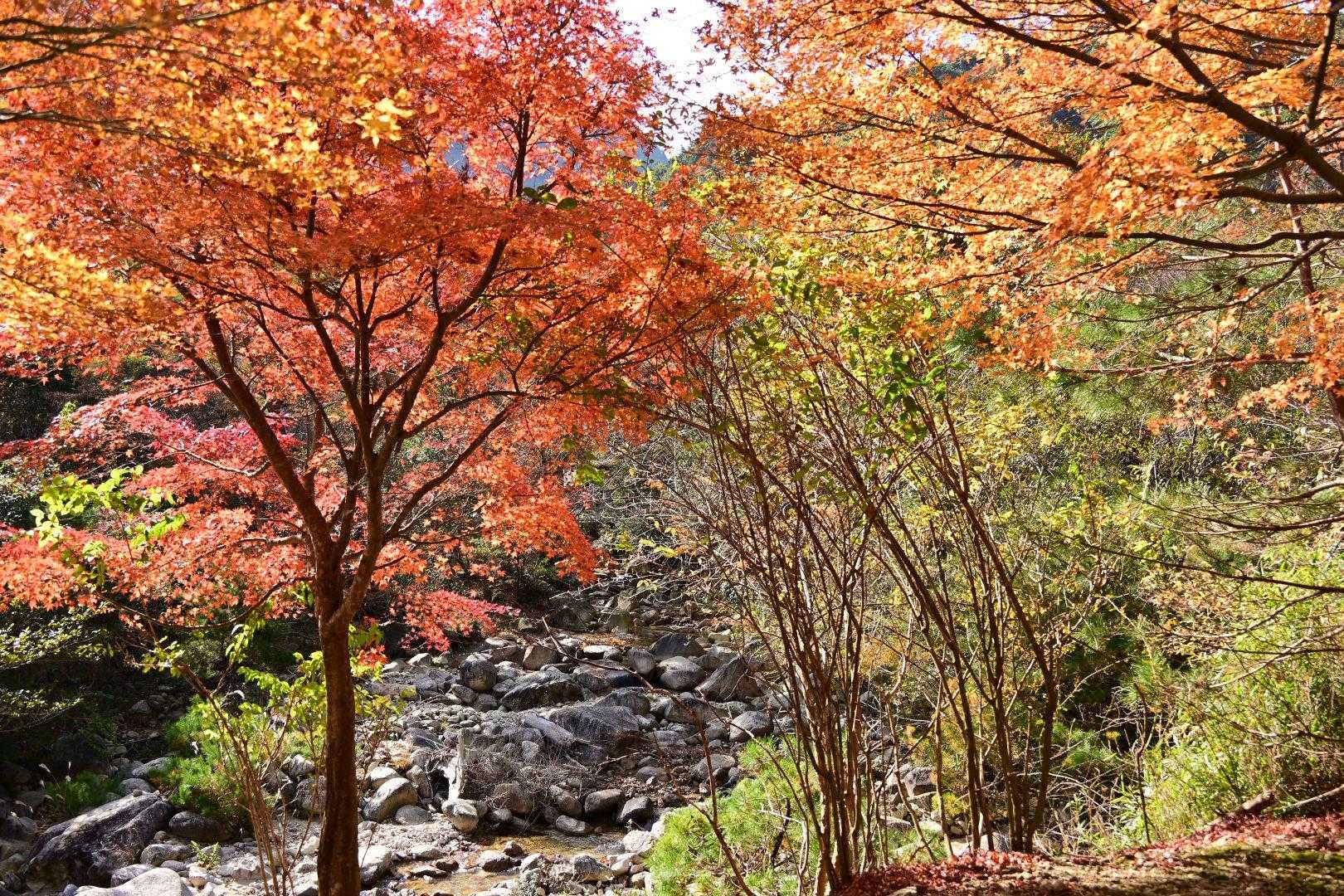 朝明登山口-羽鳥峰 往復コースの写真