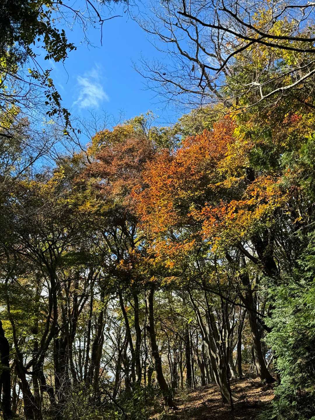 もう少しすると赤くなるかな？