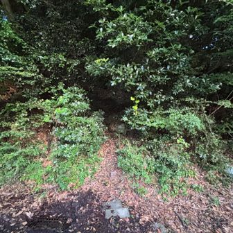 ではでは、本谷へいざゆかん！
本谷の入口は中道の入口のほんの10mくらい上です！

この日も出だし早々から蜘蛛の巣🕸️が、あなたが今朝の1番目ですよ〜と教えてくれます！笑

本谷からの大黒尾根は去年の御在所記念日1212ぶり▶️https://yamap.com/activities/44915640

去年7月に登った後、12月にも登ったから今回3回目の本谷からの大黒尾根🪨✊
3回目とあって、ここは多少安心感あり！

のハズだったんですが…😓