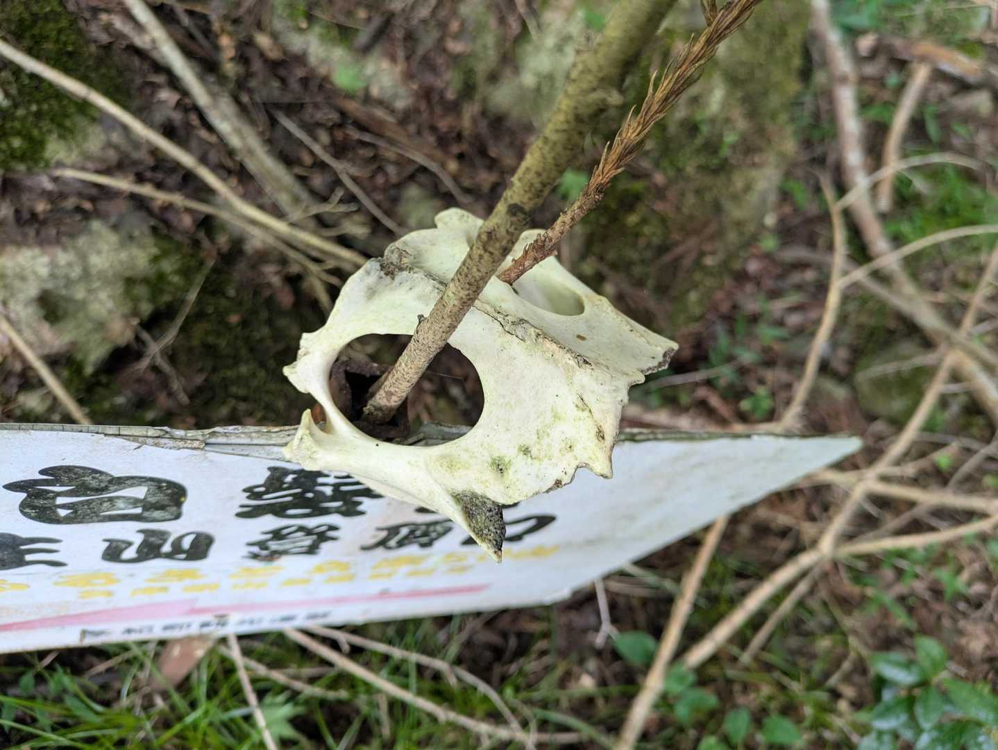 何かの頭蓋骨💀