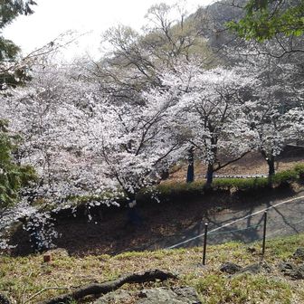 ここで自販機あったのでドリンク休憩しながらプチ花見