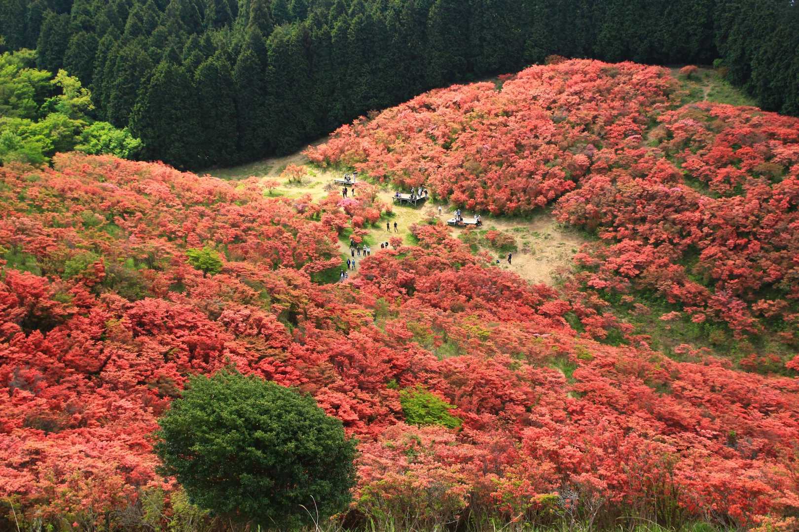 一目百万本と謳われる景色。納得です。