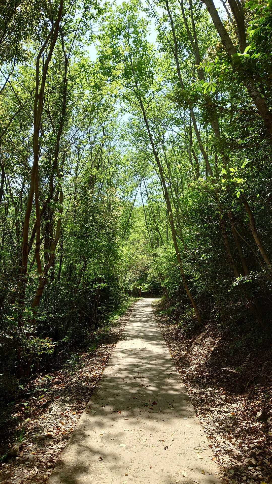 新緑の道を進みます🌿
