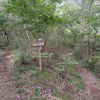 こちらも迷わず山頂コースへ