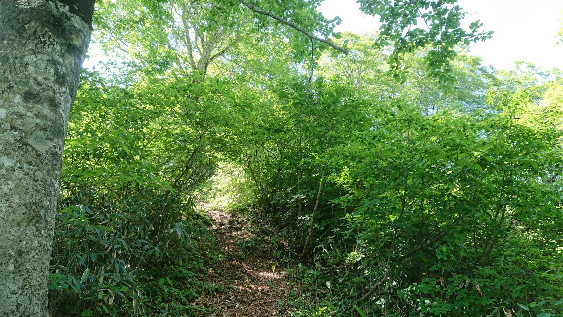尾根沿いにもブナブナ🌳